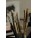 Brushes